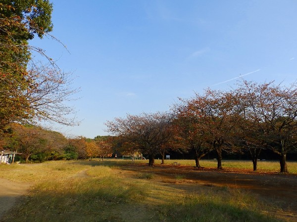 周辺環境:菅生緑地 (樹木が立ち並び、木漏れ日を愉しめる公園。落ち着きある空間が広がります。)