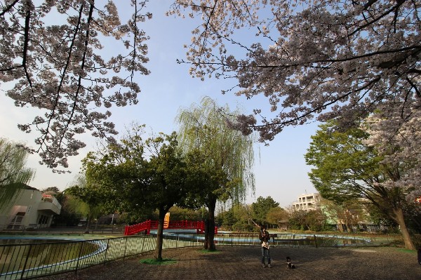 周辺環境:菊名池公園(妙蓮寺駅徒歩3分の、池を囲んだのどかな公園です。春には桜が楽しめ、夏にはプールが賑わっています。)