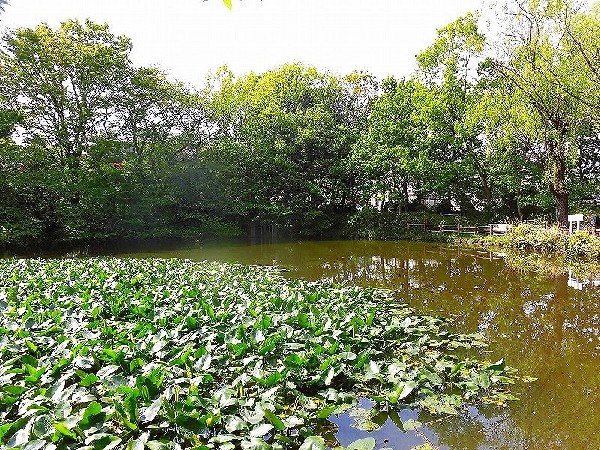 周辺環境:菊名池公園(妙蓮寺駅徒歩3分の、池を囲んだのどかな公園です。春には桜が楽しめ、夏にはプールが賑わっています。)