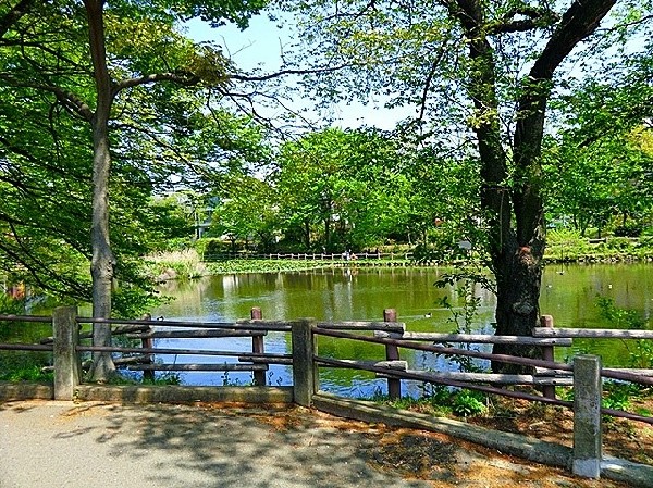 周辺環境:菊名池公園(池の横には流れるプールや子ども用プールがある。公園側の池には野鳥と触れ合えたりと自然を満喫できる。近所に軽く行ける場所にあるのはうれしい。)