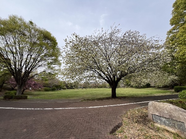 周辺環境:滝ヶ谷公園(「たきぎやと」公園と読みます。北山田駅から徒歩5分、広い芝生とランニングコースのある大きな公園。)