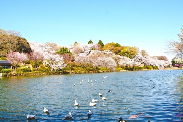 周辺環境:三ツ池公園(春には1600本の桜が開花する名所。テニスコート、プール、ロング滑り台等があり1日中楽しめます。)